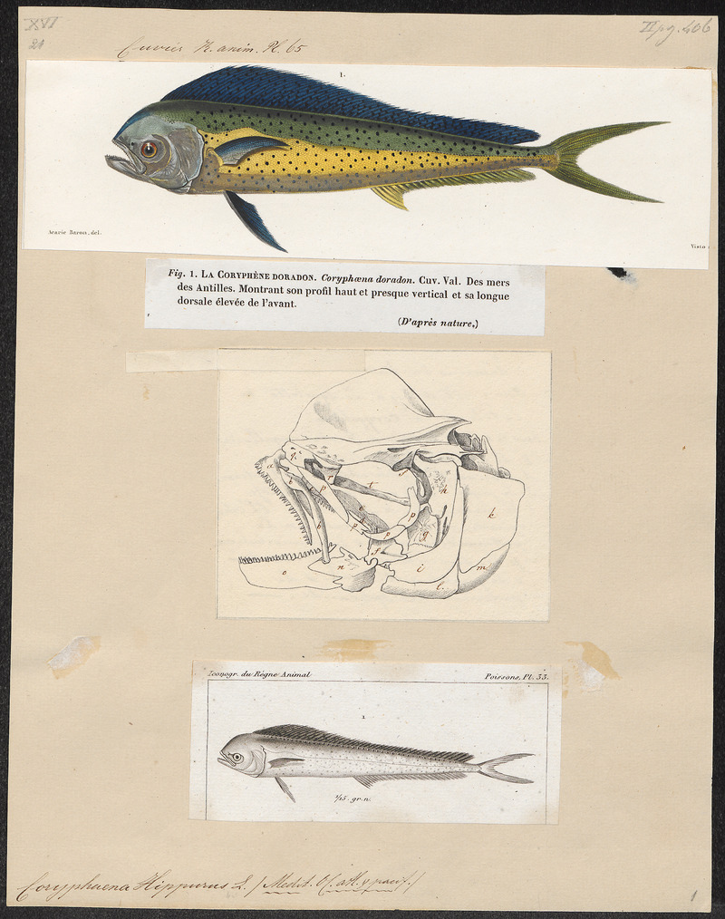 Coryphaena hippurus - 1700-1880 - Print - Iconographia Zoologica - Special Collections University of Amsterdam - UBA01 IZ13500308.jpg