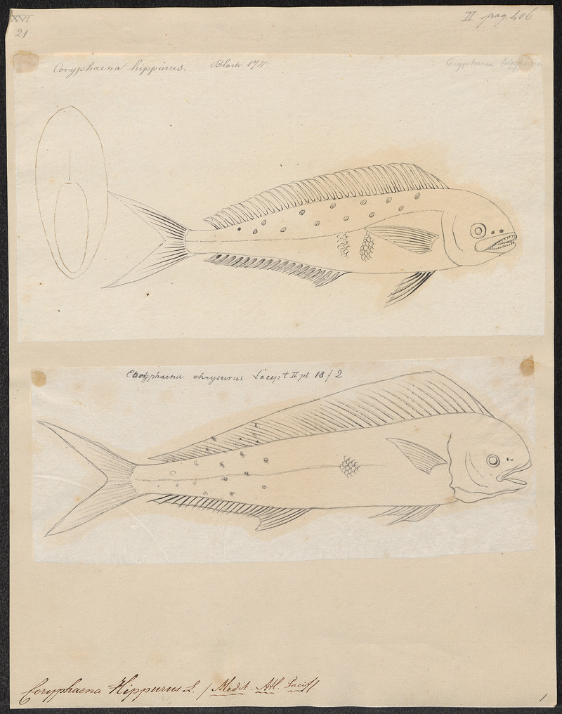 Coryphaena hippurus - 1700-1880 - Print - Iconographia Zoologica - Special Collections University of Amsterdam - UBA01 IZ13500310.jpg