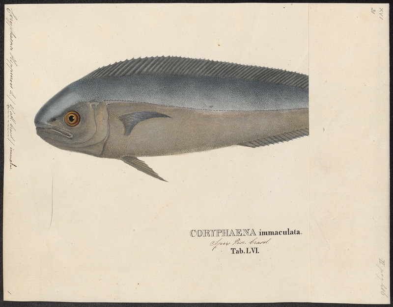 Coryphaena hippurus - 1700-1880 - Print - Iconographia Zoologica - Special Collections University of Amsterdam - UBA01 IZ13500312.jpg