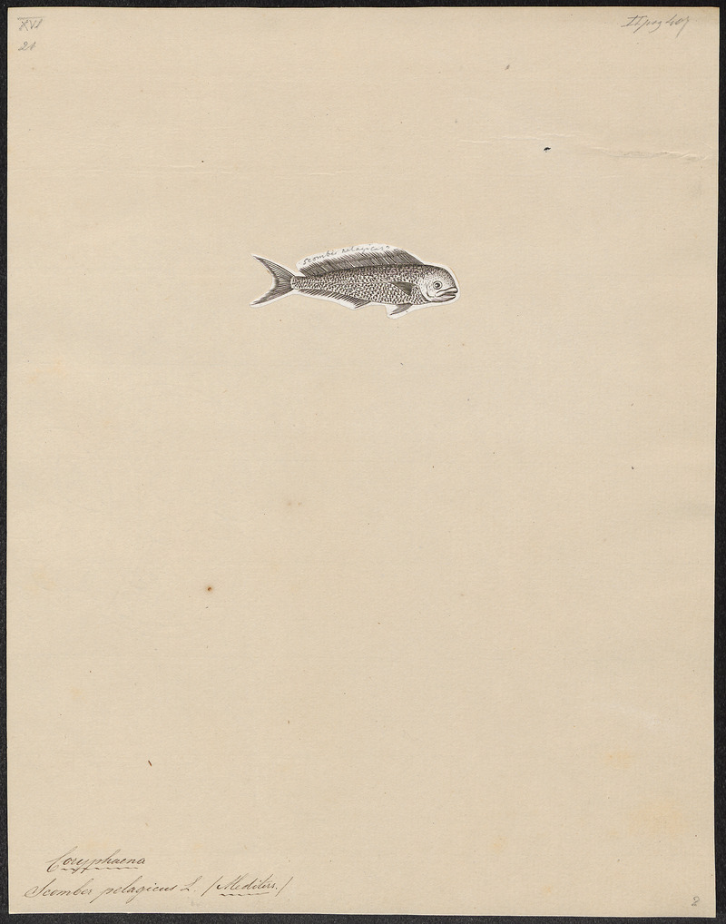 Coryphaena pelagica - 1700-1880 - Print - Iconographia Zoologica - Special Collections University of Amsterdam - UBA01 IZ13500314.jpg