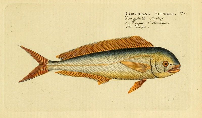 Ichthyologie; ou, Histoire naturelle des poissons (Plate 174) (6918419986).jpg
