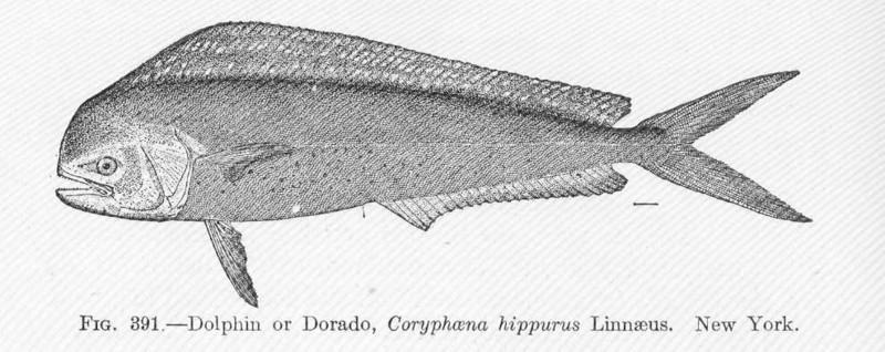 FMIB 51929 Dolphin or Dorado, Coryphaena hippurus Linnaeus New York.jpeg