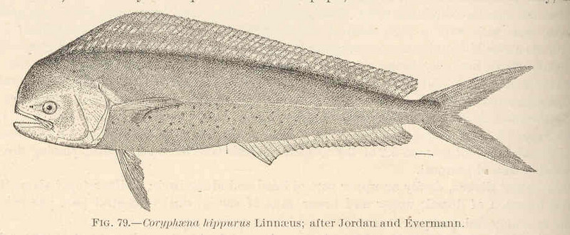 FMIB 42444 Coryphaena hippurus Linnaeus; after Jordan and Evermann.jpeg