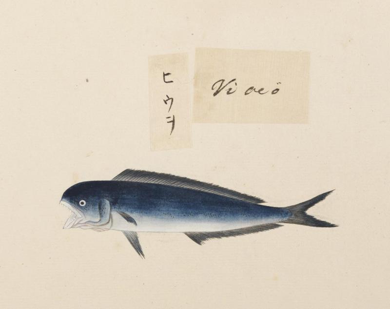 Naturalis Biodiversity Center - RMNH.ART.538 - Coryphaena hippurus - Kawahara Keiga - 1823 - 1829 - Siebold Collection - pencil drawing - water colour.jpeg