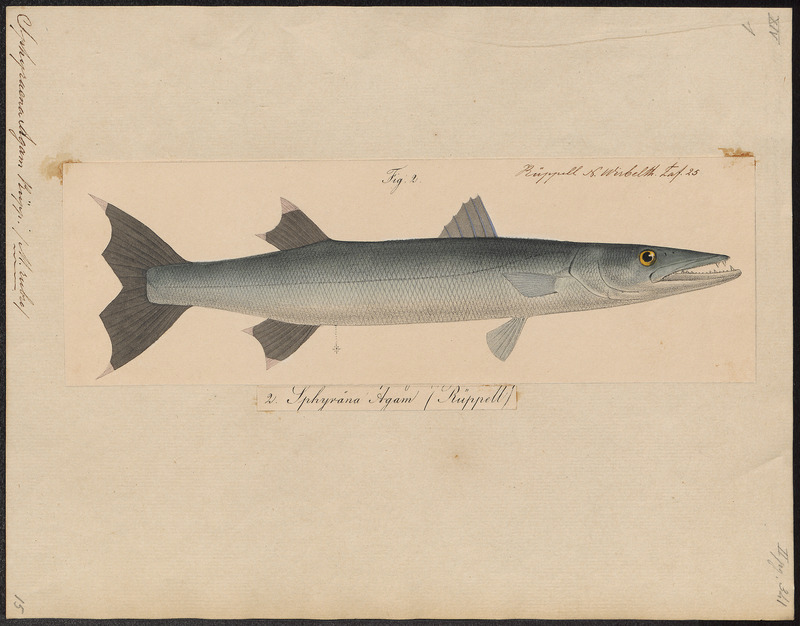 Sphyraena agam - 1700-1880 - Print - Iconographia Zoologica - Special Collections University of Amsterdam - UBA01 IZ13400153.jpg