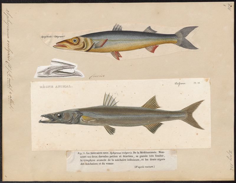Sphyraena vulgaris - 1700-1880 - Print - Iconographia Zoologica - Special Collections University of Amsterdam - UBA01 IZ13400135.jpg