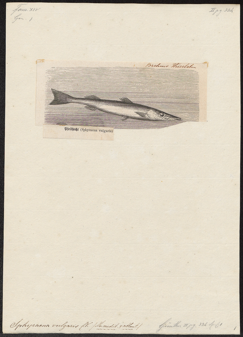 Sphyraena vulgaris - 1700-1880 - Print - Iconographia Zoologica - Special Collections University of Amsterdam - UBA01 IZ13400139.jpg