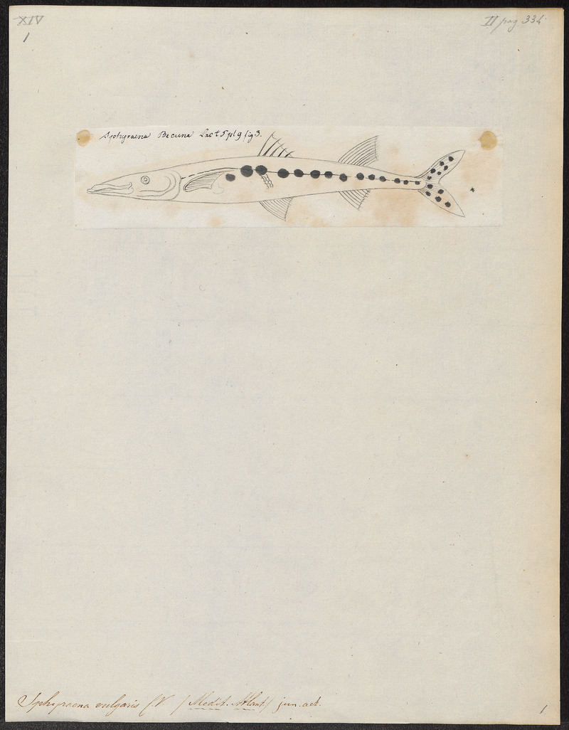 Sphyraena vulgaris - 1700-1880 - Print - Iconographia Zoologica - Special Collections University of Amsterdam - UBA01 IZ13400141.jpg