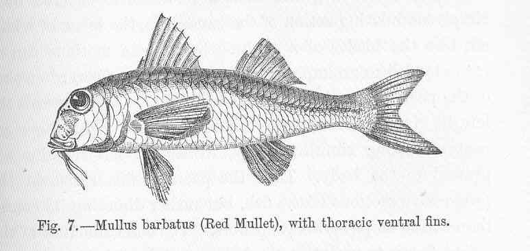 FMIB 47022 Mullus barbatus (Red Mullet), with Thoracic ventral fins.jpeg