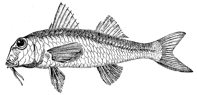 Study of Fishes-Fig 7.png