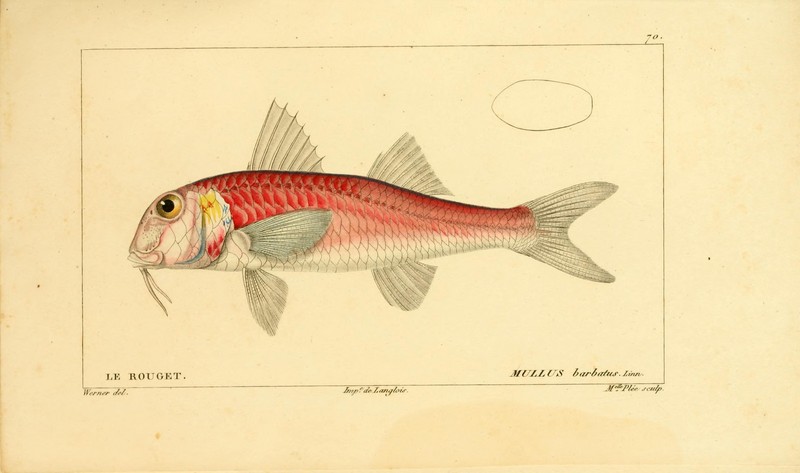 Histoire naturelle des poissons (Pl. 70) (7949959338).jpg