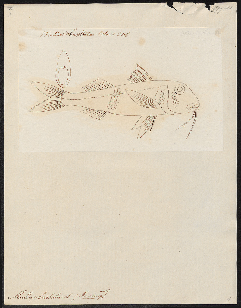 Mullus barbatus - 1774-1804 - Print - Iconographia Zoologica - Special Collections University of Amsterdam - UBA01 IZ13000307.jpg