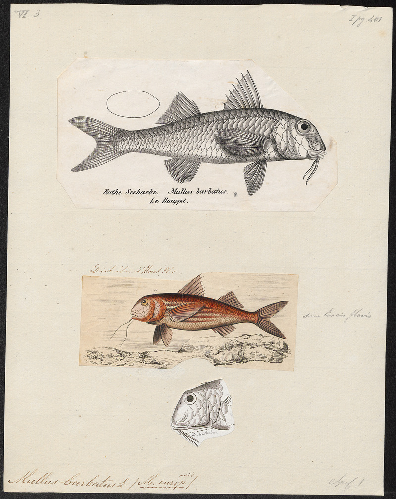 Mullus barbatus - - Print - Iconographia Zoologica - Special Collections University of Amsterdam - UBA01 IZ13000309.jpg