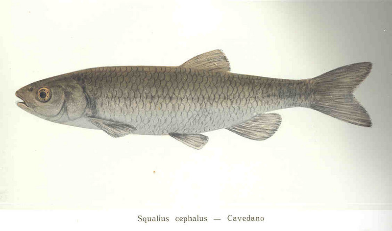 FMIB 35779 Squalius cephalus -- Cavedano.jpeg