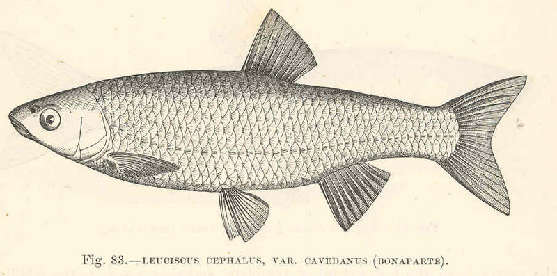 FMIB 48051 Leuciscus cephalus, var Cavedanus (Bonaparte).jpeg