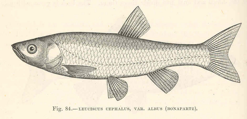 FMIB 48052 Leuciscus cephalus, var Albus (Bonaparte).jpeg