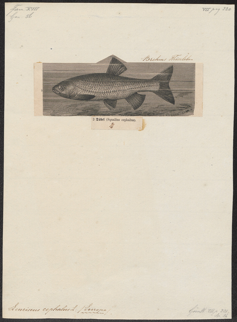 Leuciscus cephalus - 1700-1880 - Print - Iconographia Zoologica - Special Collections University of Amsterdam - UBA01 IZ14900043.jpg