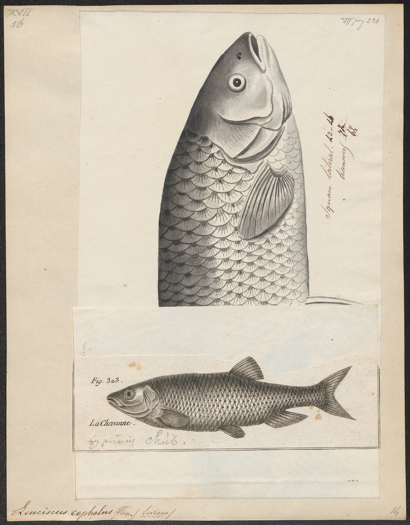 Leuciscus cephalus - 1700-1880 - Print - Iconographia Zoologica - Special Collections University of Amsterdam - UBA01 IZ14900037.jpg