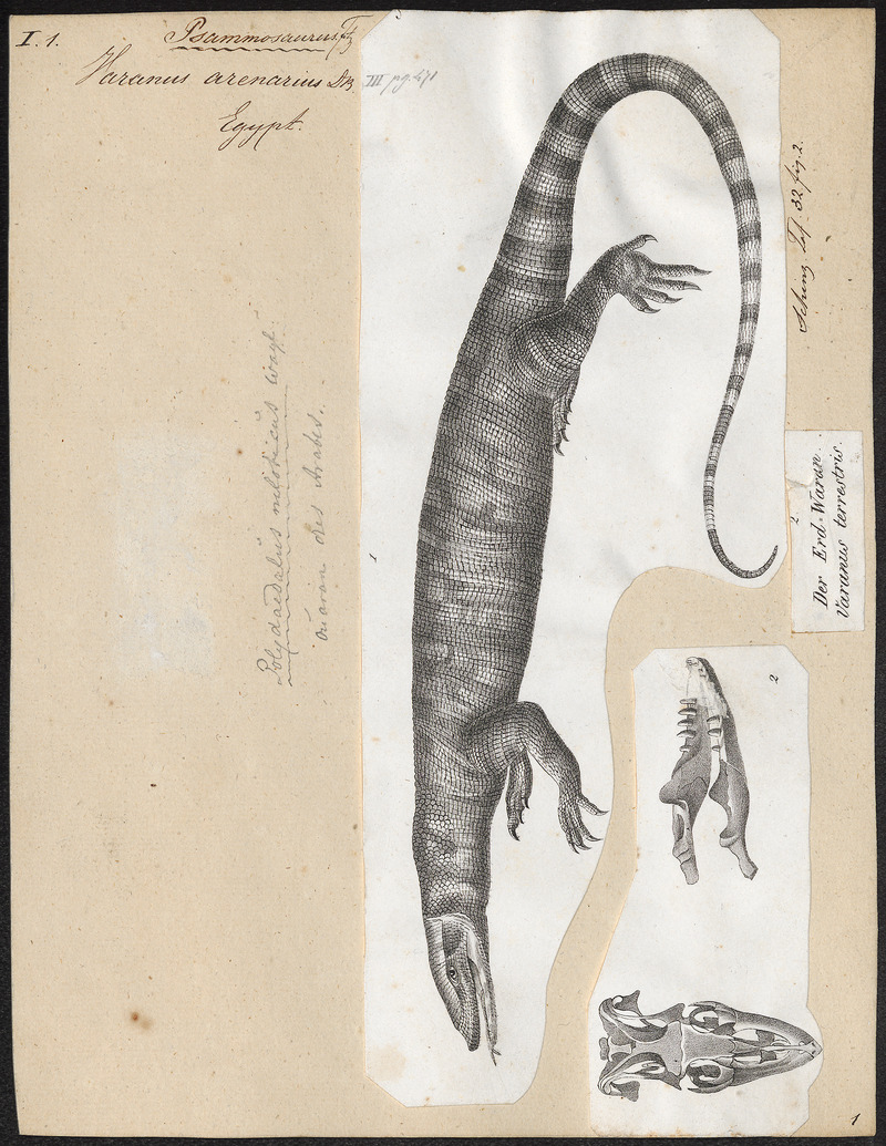 Varanus arenarius - 1700-1880 - Print - Iconographia Zoologica - Special Collections University of Amsterdam - UBA01 IZ12400025.jpg