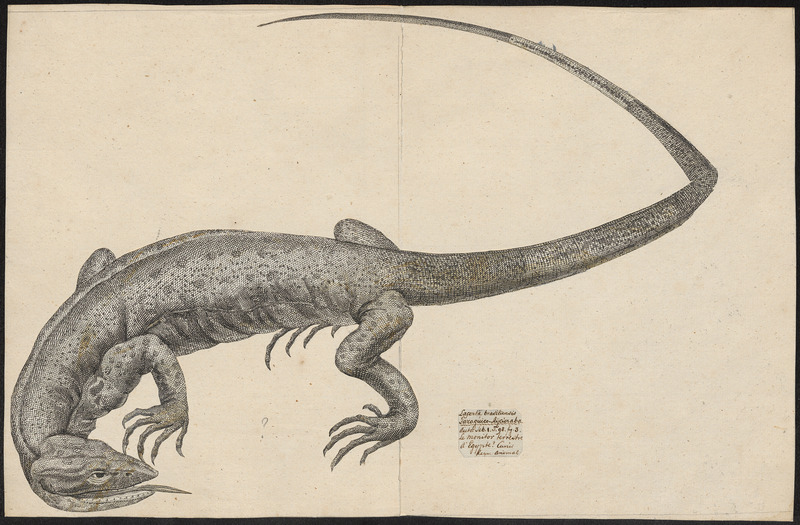 Varanus terrestris - 1700-1880 - Print - Iconographia Zoologica - Special Collections University of Amsterdam - UBA01 IZ12400007.jpg