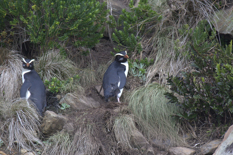 Fiordland Crested Penguin.jpg