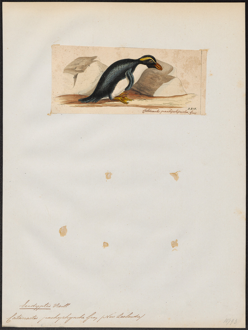 Eudyptes pachyrhyncha - 1820-1863 - Print - Iconographia Zoologica - Special Collections University of Amsterdam - UBA01 IZ17800225.jpg