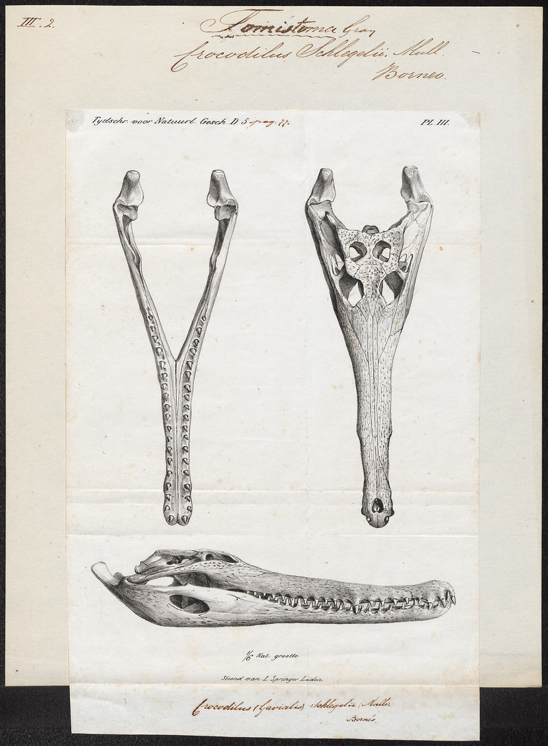 Crocodilus schlegelii - kaken en schedel - 1700-1880 - Print - Iconographia Zoologica - Special Collections University of Amsterdam - UBA01 IZ12200109.jpg