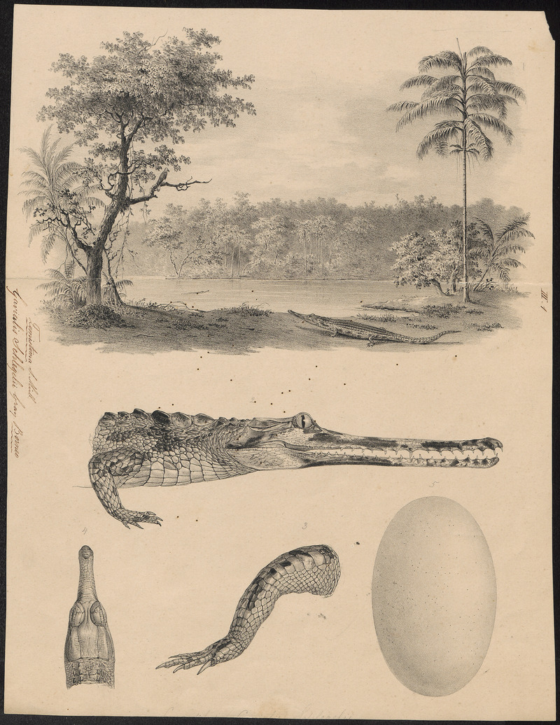 Gavialis schlegelii - met kop, poot en ei - 1700-1880 - Print - Iconographia Zoologica - Special Collections University of Amsterdam - UBA01 IZ12200097.jpg