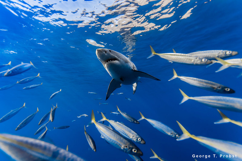 Great white shark scatters mackerel scad.jpg