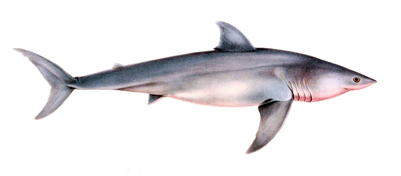 Carcharodon carcharias drawing.jpg