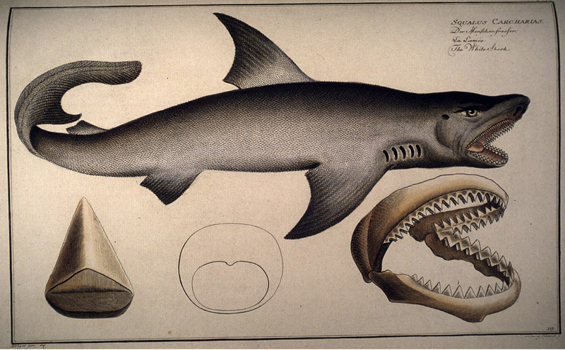 Carcharodon carcharias Kruger.jpg