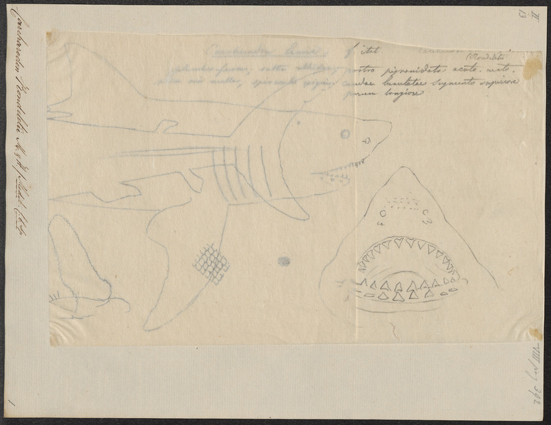 Carcharodon rondeletii - 1700-1880 - Print - Iconographia Zoologica - Special Collections University of Amsterdam - UBA01 IZ14100081.jpg