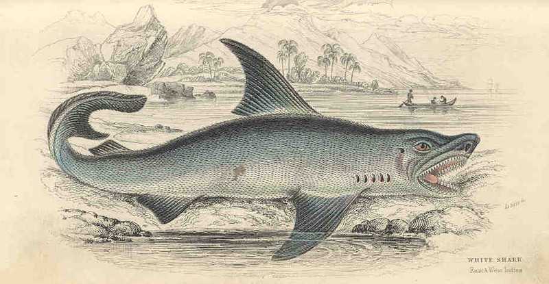 FMIB 35937 White Shark.jpeg