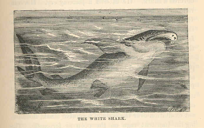 FMIB 43672 White Shark.jpeg