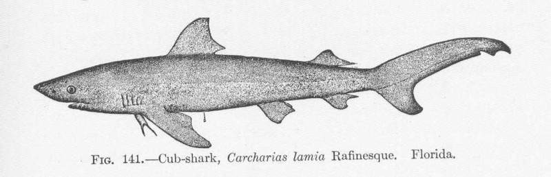 FMIB 51678 Cub-shark, Carcharias lamia Rafinesque Florida.jpeg