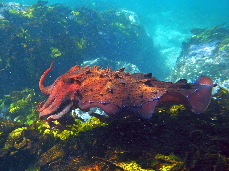Giant Cuttlefish-sepia apama (8643345101).jpg