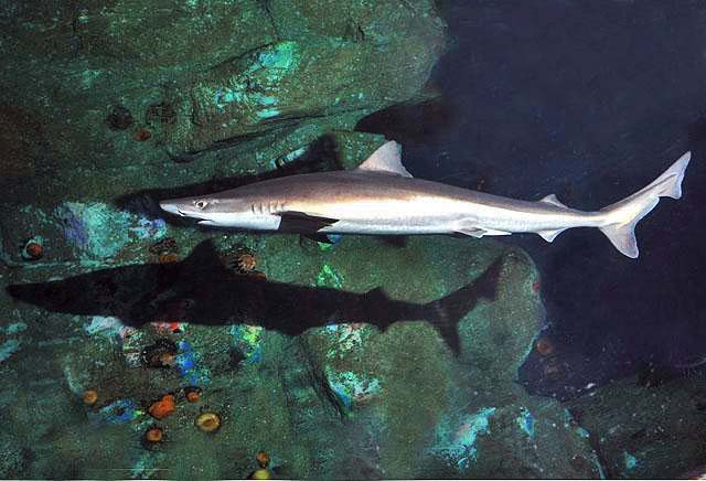 Galeorhinus galeus SI - school shark, tope shark (Galeorhinus galeus).jpg