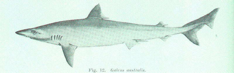 FMIB 45525 Galeus australis.jpeg
