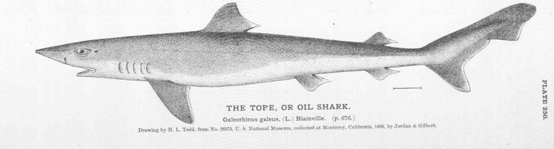 FMIB 51158 Tope, or Oil Shark.jpeg