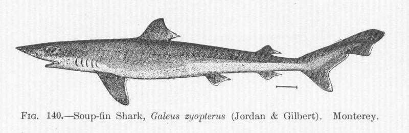 FMIB 51677 Soup-fin Shark, Galeus zyopterus (Jordan & Gilbert) Monterey.jpeg