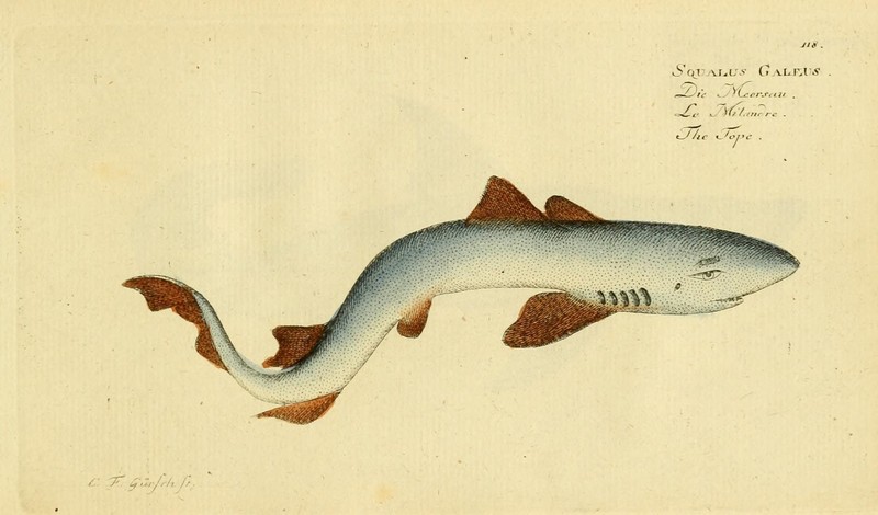 Ichthyologie; ou, Histoire naturelle des poissons (Plate 118) (6918382416).jpg