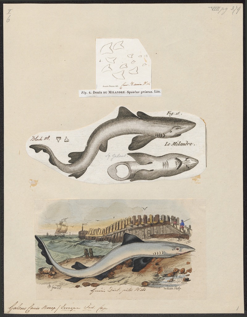 Galeus canis - 1700-1880 - Print - Iconographia Zoologica - Special Collections University of Amsterdam - UBA01 IZ14100043.jpg