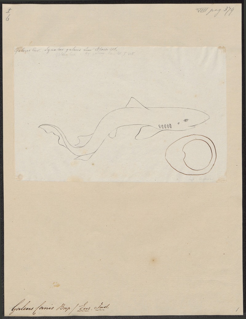 Galeus canis - 1700-1880 - Print - Iconographia Zoologica - Special Collections University of Amsterdam - UBA01 IZ14100045.jpg