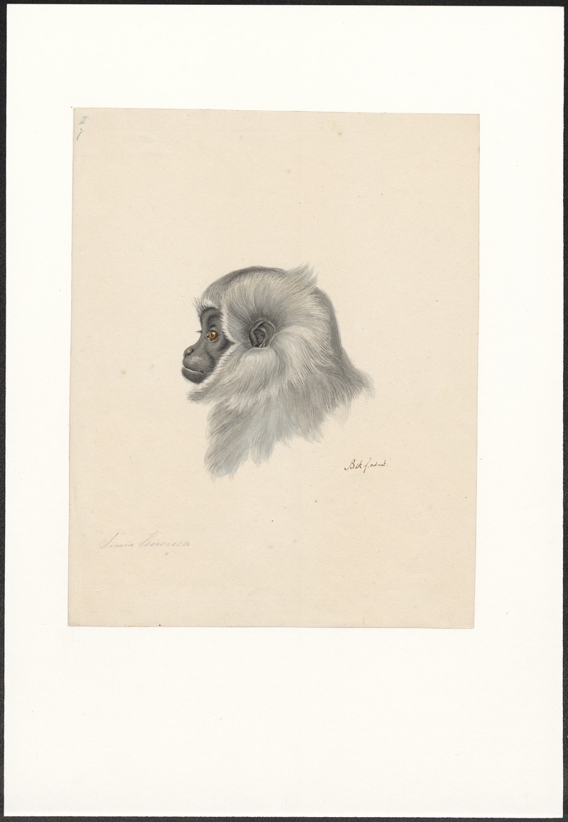 Simia leucisca - 1790-1872 - Print - Iconographia Zoologica - Special Collections University of Amsterdam - UBA01 IZA1000078.jpg