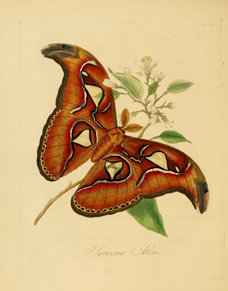 Donovan - Insects of China, 1838 - pl 42.jpg