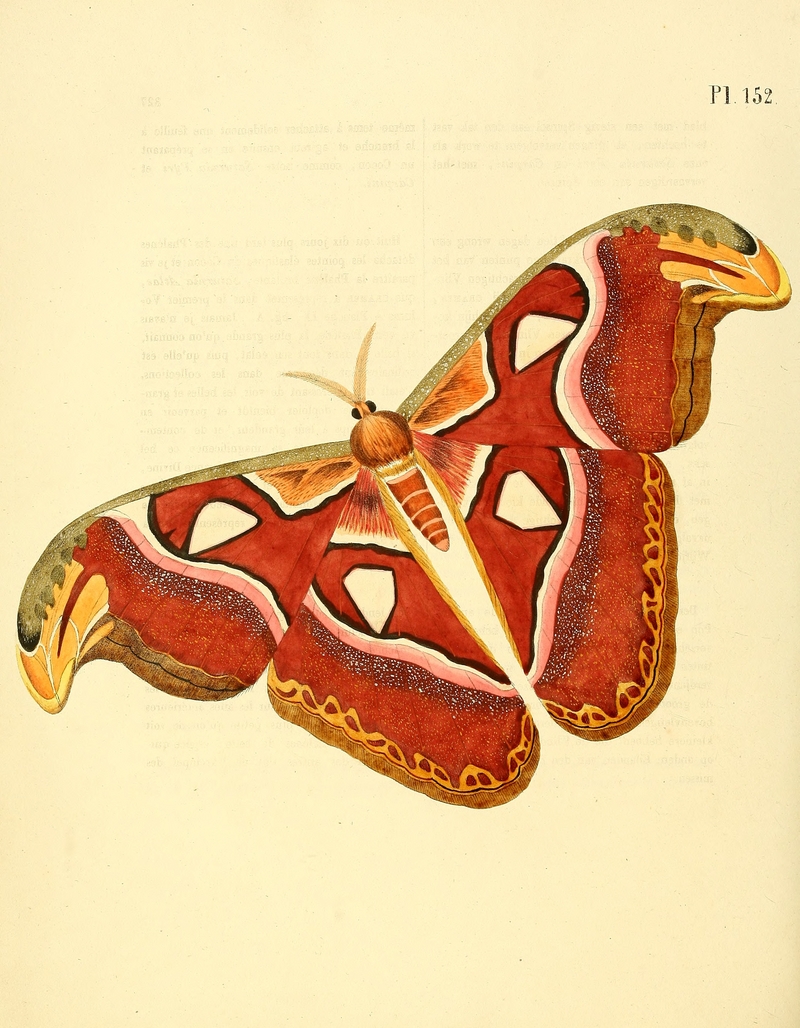 Sepp-Surinaamsche vlinders - pl 152 plate Attacus atlas.jpg