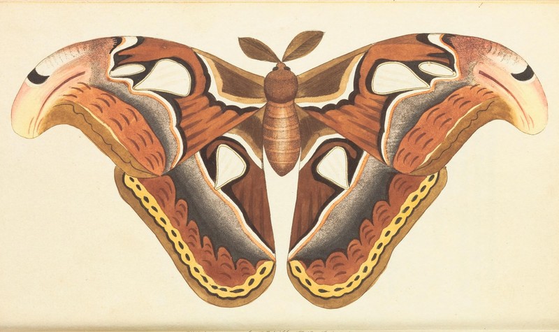 The Naturalist's Miscellany Vol.1 Atlas Moth.jpg