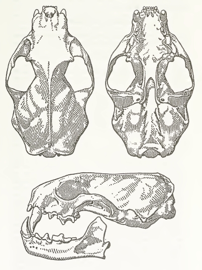 MSU V2P1b - Vormela peregusna skull.png
