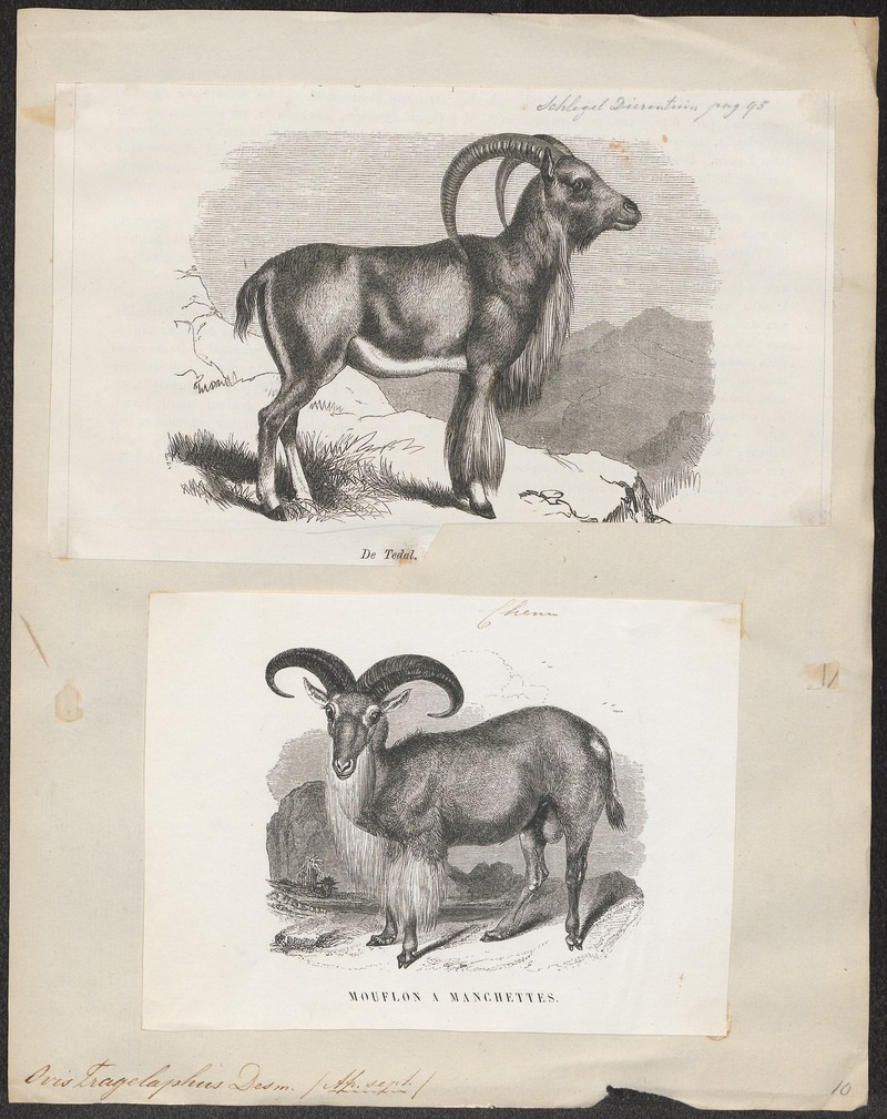 Ovis tragelaphus - 1700-1880 - Print - Iconographia Zoologica - Special Collections University of Amsterdam - UBA01 IZ21300105.jpg