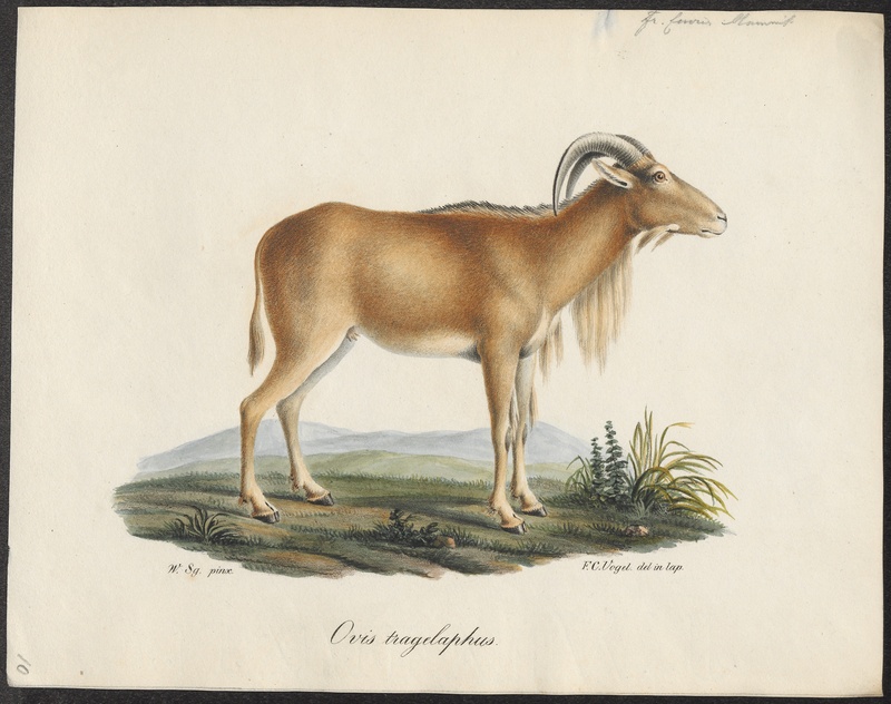 Ovis tragelaphus - 1700-1880 - Print - Iconographia Zoologica - Special Collections University of Amsterdam - UBA01 IZ21300103.jpg